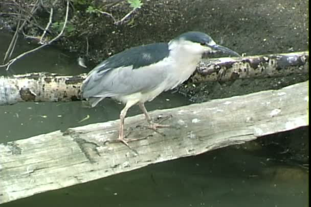 Kingfisher walking over water — Stock Video