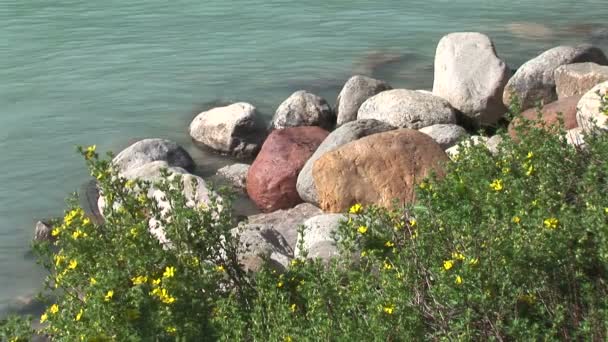 Ακτή με λουλούδια και πέτρες σε Λίμνη Λουίζ — Αρχείο Βίντεο