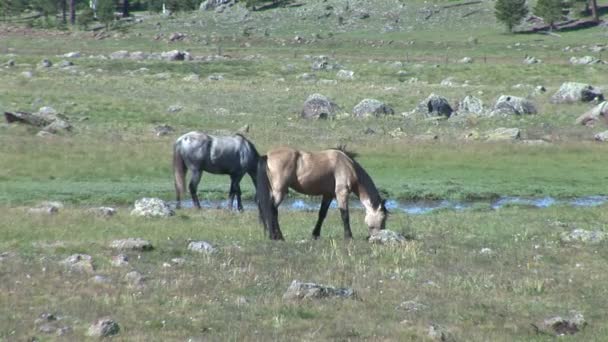 Paarden op de weide in Arizona — Stockvideo