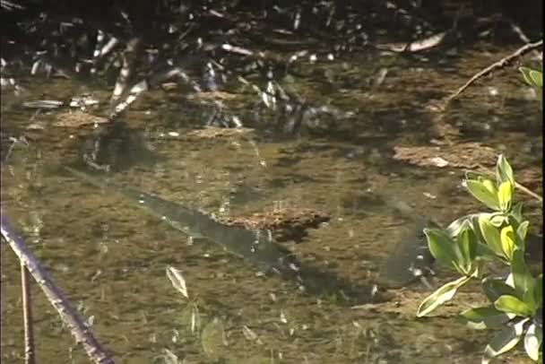 Californianus in rivierwater — Stockvideo