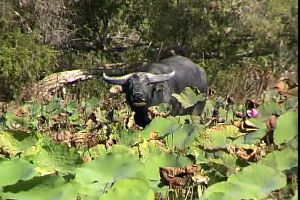 水牛在河 — 图库视频影像