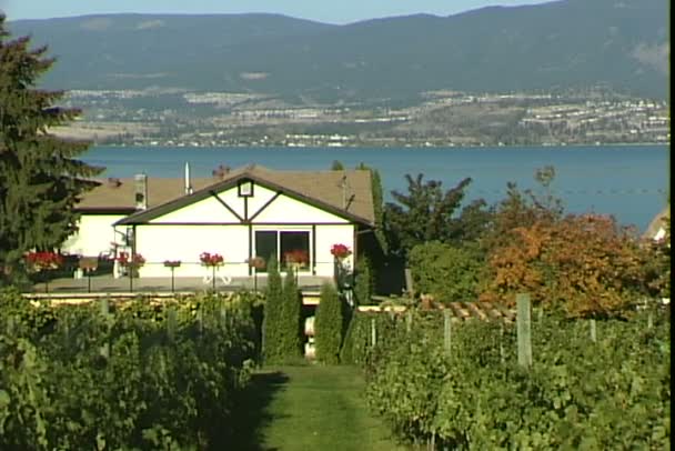 Viñedos con lago en Canadá — Vídeos de Stock