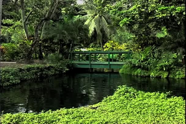 Pont sur étang sur les îles Bahamas — Video