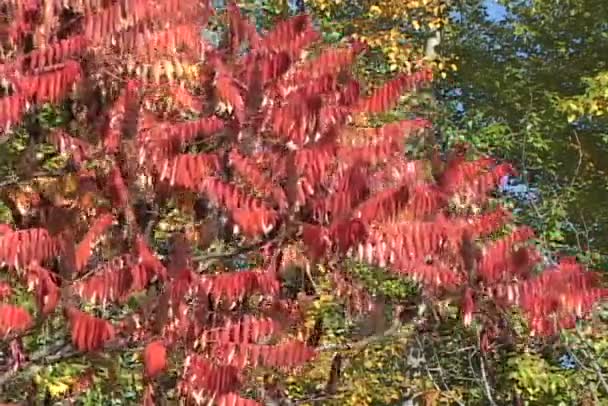 Kleurrijke bomen in het herfstbos — Stockvideo