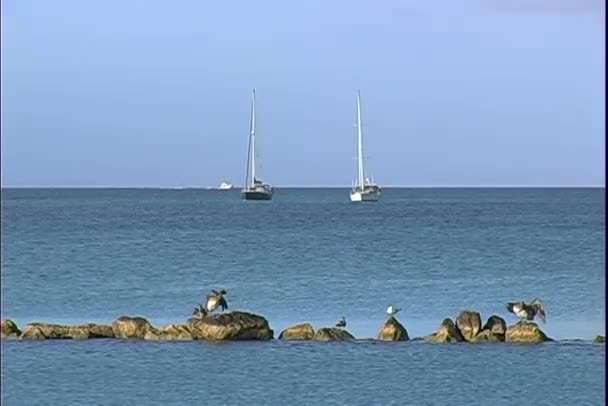 石头和船在海洋中的鸟 — 图库视频影像