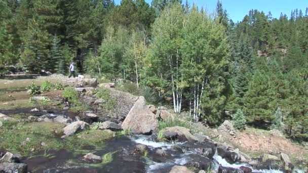 Caminante caminando con perro en el arroyo — Vídeo de stock