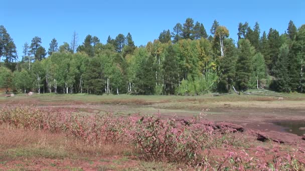 Arbres et buissons au bord du lac Pinetop — Video