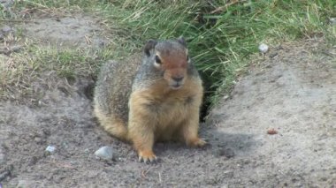 Doğada vahşi gopher
