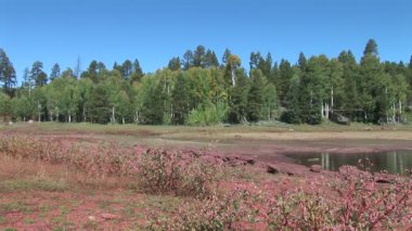 Çalılar ve ağaçlar Pinetop Lakeside adlı