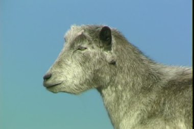 Keçi Uzaklik arıyorsunuz