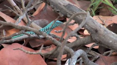 Kertenkele Beach Aruba üzerinde