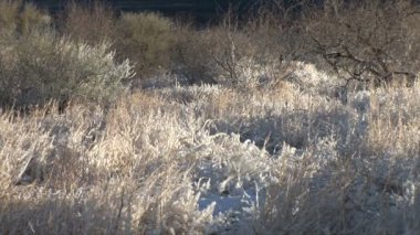 Karlı Arizona çölde