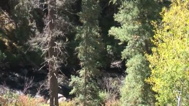Gorge Pinetop Lakeside, ormanda