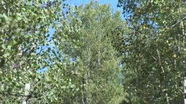 Aspens Pinetop Lakeside, ormandaki