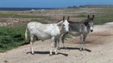 Sıpa Aruba Island üzerinde