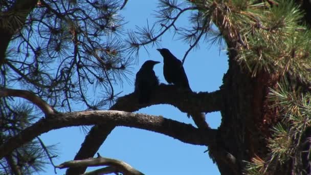 Birds on tree branches — Stock Video