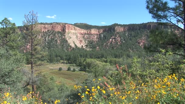 Prairie, fleurs et falaise — Video