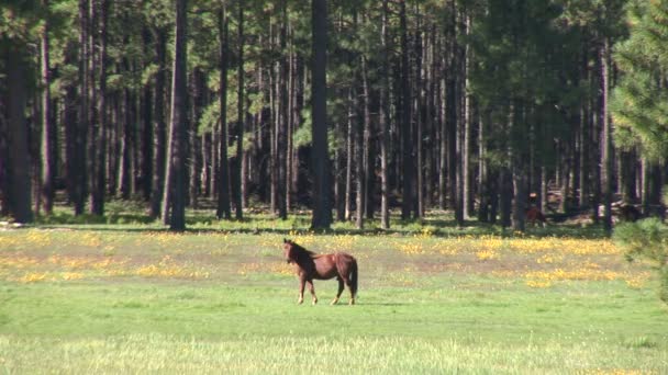 Mustang kůň se pasou na louce — Stock video