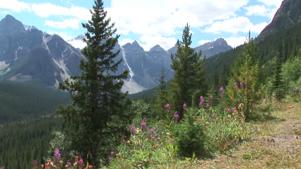 Montanhas rochosas canadenses com flores no prado — Vídeo de Stock