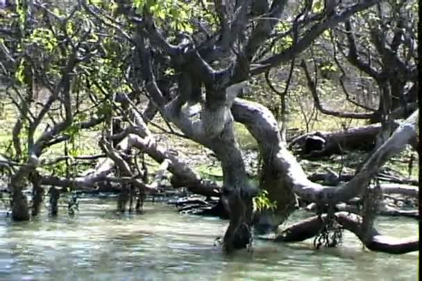 Pájaro en ramas de árbol en río Amarillo — Vídeos de Stock