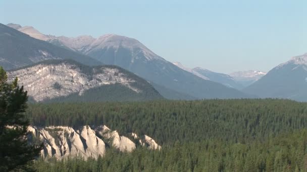 Tallskogen Banff i Kanada — Stockvideo