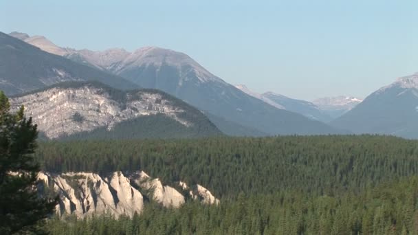 Banff dennenbos in Canada — Stockvideo