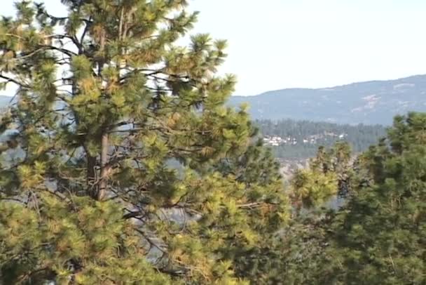 Bosque de pinos en el lago Tahoe — Vídeos de Stock