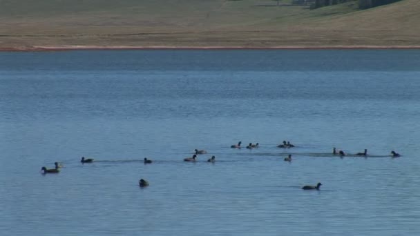 Утки на озере Аризоны — стоковое видео