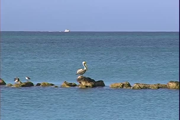 Pelican seduta su pietre in oceano — Video Stock