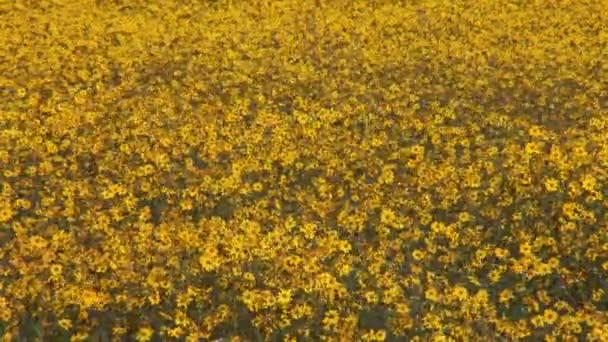 Campo de flores doradas — Vídeo de stock