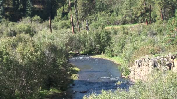 Stream in bos rivier — Stockvideo