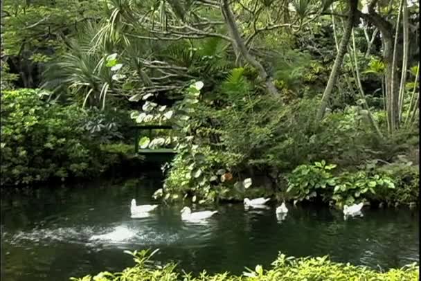 Patos nadando en estanque — Vídeo de stock