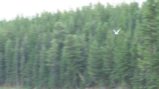 Pássaro voando sobre o lago — Vídeo de Stock