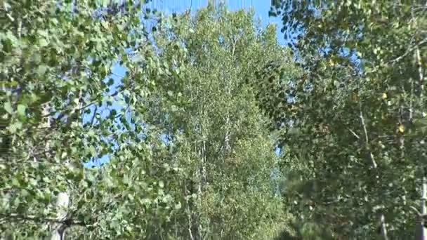 Aspens w lesie, nad jeziorem Pinetop — Wideo stockowe