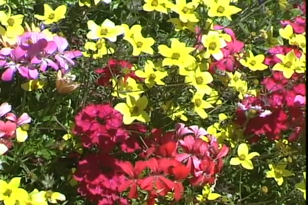 Berg bloemen op weide — Stockvideo