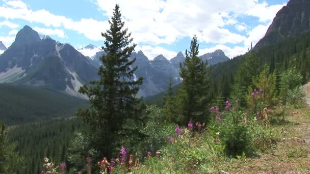 Canadese Rocky mountains met bloemen op weide — Stockvideo