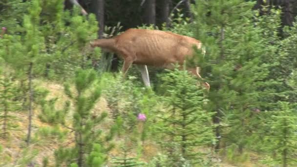 Herten lopen in hout — Stockvideo