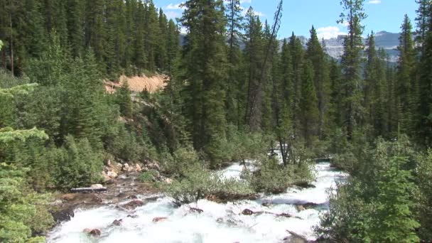 Stream in berg rivier — Stockvideo