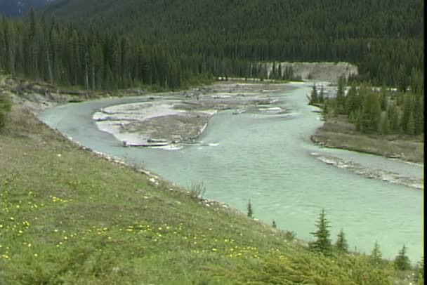 Fiume nel Parco Nazionale di Kootenay — Video Stock