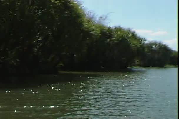 Gula floden på Bahamas öar — Stockvideo
