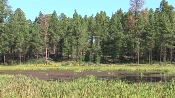 在白山湖畔，亚利桑那州的沼泽 — 图库视频影像