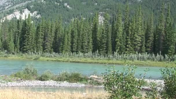 在加拿大的弓河 — 图库视频影像