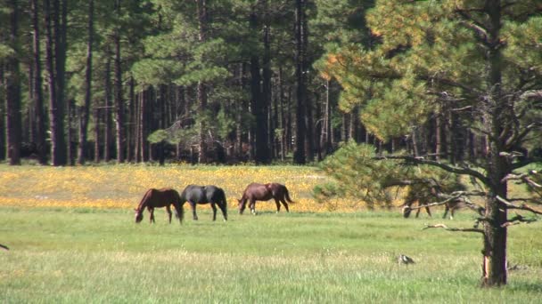 Mustang horses graze on meadow — Stock Video