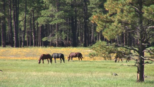 Mustang paarden grazen op weide — Stockvideo