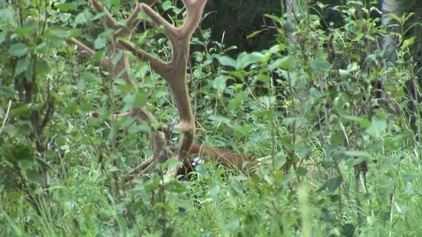 Alce selvagem na floresta — Vídeo de Stock