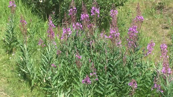 Flores púrpuras en el prado — Vídeos de Stock