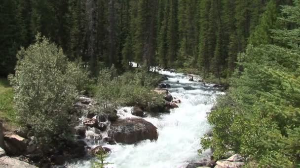 Cours d'eau au lac Mountain — Video