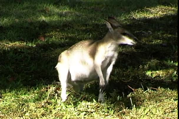 Irmawallabie eten van gras — Stockvideo