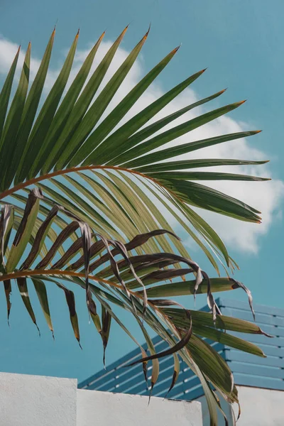 Palmera Hojas Contra Cielo Azul Azulado Turquesa Pared Blanca Minimalismo Imagen de archivo