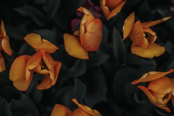 Pomarańczowy Kolorowy Tulipan Otwarte Płatki Ciemnozielonym Tle Piękno Naturze Inspiracja Zdjęcia Stockowe bez tantiem